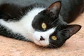 Cute black and white tuxedo cat