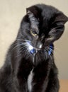 Cute black and white tuxedo cat sitting looking down Royalty Free Stock Photo