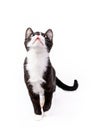 Cute tuxedo kitten looking up isolated on white