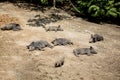 Cute black wild pigs lying in the swamp. Photo of wild nature Royalty Free Stock Photo