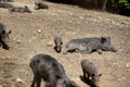 Cute black wild pigs lying in the swamp. Photo of wild nature Royalty Free Stock Photo