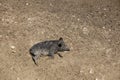 Cute black wild pigs lying in the swamp. Photo of wild nature Royalty Free Stock Photo