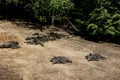 Cute black wild pigs lying in the swamp. Photo of wild nature Royalty Free Stock Photo