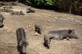 Cute black wild pigs lying in the swamp. Photo of wild nature Royalty Free Stock Photo