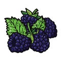 Cute blackberries.