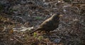 Cute blackbird wildlife turdus merula.