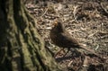 Cute blackbird wildlife turdus merula.