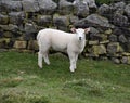 Cute Bleating Young White Lamb in a Field