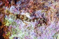 Cute Blenny fish, Close up Royalty Free Stock Photo