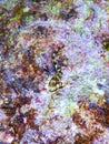 Cute Blenny fish, Close up Royalty Free Stock Photo
