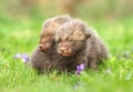 Cute blind foxes in violets