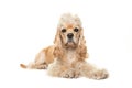 Cute blond adult cocker spaniel dog lying down