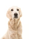 Cute blond adult golden retriever portrait