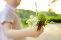 Cute blond boy playing with wild flowers in sunny spring or summer park. Preschooler kid collects a bouquet for mom. Little child Royalty Free Stock Photo