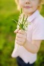 Cute blond boy playing with wild flowers in sunny spring or summer park. Preschooler kid collects a bouquet for mom. Little child Royalty Free Stock Photo