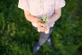 Cute blond boy playing with wild flowers in sunny spring or summer park. Preschooler kid collects a bouquet for mom. Little child Royalty Free Stock Photo