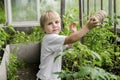 Cute blond little child boy tie up tomatos plants at greenhouse.Fun adorable baby toddler gardening cultivating at Royalty Free Stock Photo