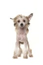 Cute blond standing naked chinese crested dog