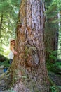 Cute blonde woman hugs a large tree. Taken in Olympic National Park along the Sol Duc Falls trail Royalty Free Stock Photo