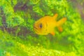 Cute Blotcheye soldierfish (Myripristis murdjan) is swimming in Royalty Free Stock Photo