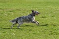 Cute blue belton English Setter dog is running cross on a meadow Royalty Free Stock Photo