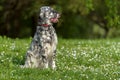 Cute blue belton English Setter dog is sitting in a spring meadow