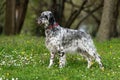 Cute blue belton English Setter dog in a spring flowering meadow