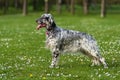Cute blue belton English Setter dog in a spring flowering meadow Royalty Free Stock Photo