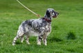 Cute blue belton English Setter dog in a spring flowering meadow Royalty Free Stock Photo