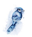 Cute blue bird watercolor Vector isolated on white. Vintage designs Royalty Free Stock Photo