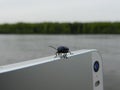 A cute bug walking on the phone Royalty Free Stock Photo