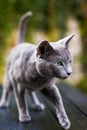 Cute blue cat sitting and laying relaxing on the table in garden Royalty Free Stock Photo