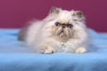 Cute blue-cream colorpoint persian kitten on a blue bed