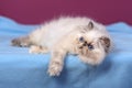 Cute blue-cream colorpoint persian kitten on a blue bed Royalty Free Stock Photo