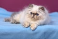 Cute blue-cream colorpoint persian kitten on a blue bed