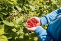 Cute blue-eyed boy collects raspberries from the bush. harvest in the hands of a child, the boy eats raspberries. near ripening