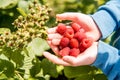 Cute blue-eyed boy collects raspberries from the bush. harvest in the hands of a child, the boy eats raspberries. near ripening