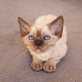 Cute blue eyed Devon Rex kitten
