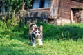 Husky puppy runs on the grass Royalty Free Stock Photo