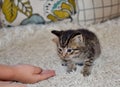 Cute blue eyed kitten on carpet Royalty Free Stock Photo