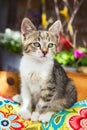 Cute blue eyed kitten resting outside Royalty Free Stock Photo