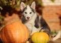 Cute blue-eyed puppy and big pumpkin