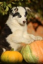 Cute blue-eyed puppy and big pumpkin