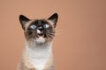 cute blue eyed siamese cat with mouth open meowing