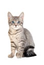 Cute blue eyed tabby kitten Royalty Free Stock Photo