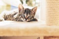 Cute blue eyed tabby kitten Royalty Free Stock Photo