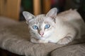 Cute blue eyes cat sitting on sofa Royalty Free Stock Photo