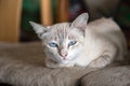 Cute blue eyes cat sitting on sofa Royalty Free Stock Photo