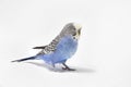 Cute blue-feathered budgerigar parrot with a white background Royalty Free Stock Photo