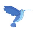 Cute blue flying colibri bird.